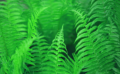 Fougere Vert Fleuressence